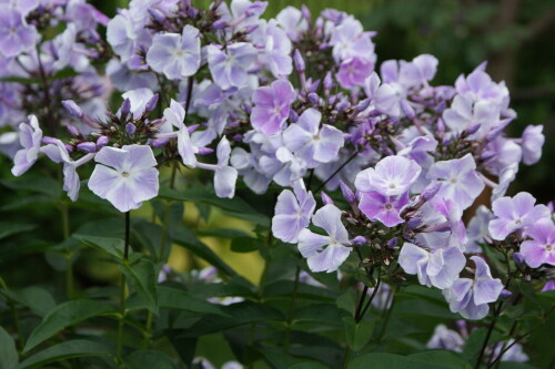 SONY DSC
