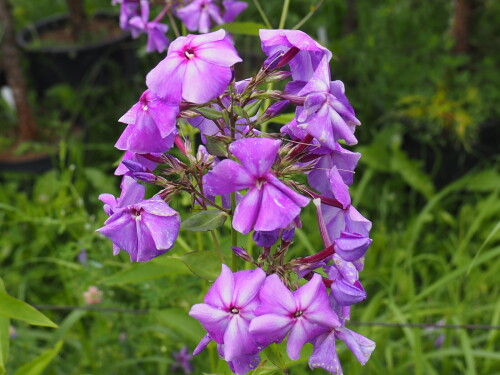 P7290067
