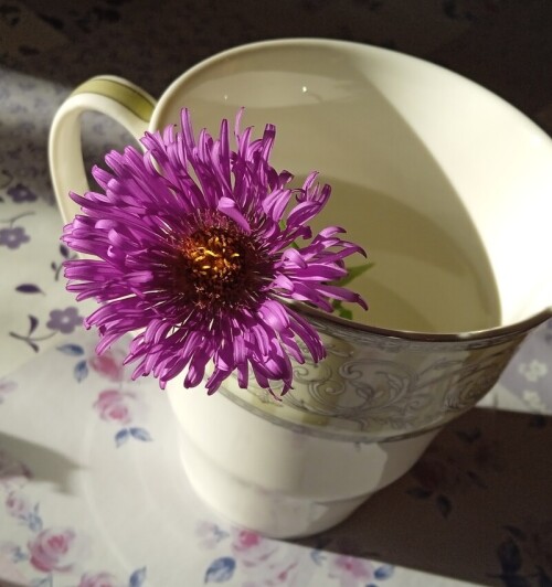 Aster lilac