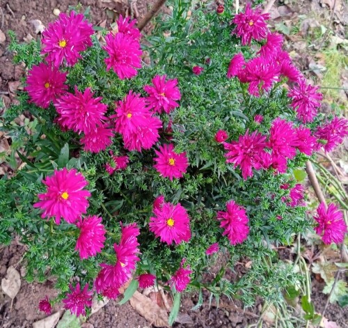 aster 14 Oct red