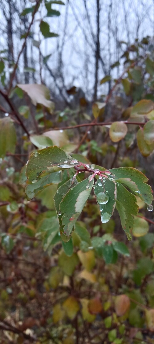 IMG 20231108 090104
