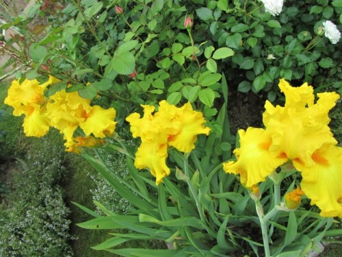 27.06.23 "Луидор" - самый яркий желтый в моем саду. И самый поздний из моих ирисов