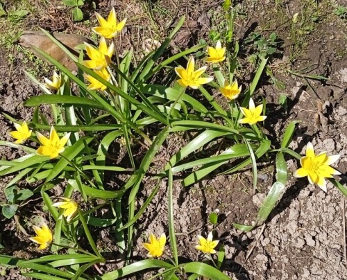 tulipa tarda 1 may