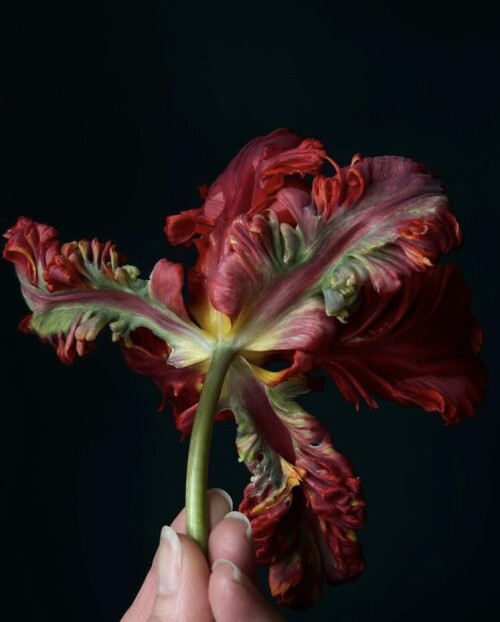  Rococo  