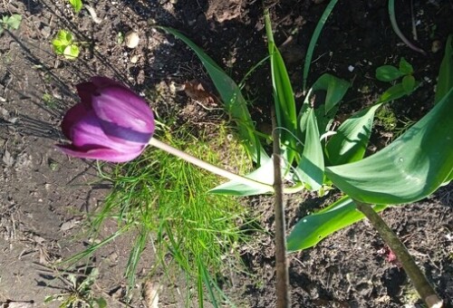 violet tulipa (1)