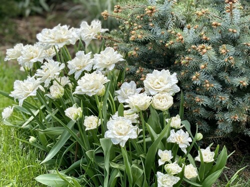 Tulipa Snow Crystal