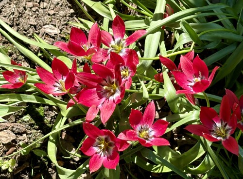 Тюльпан humilis Little Beauty