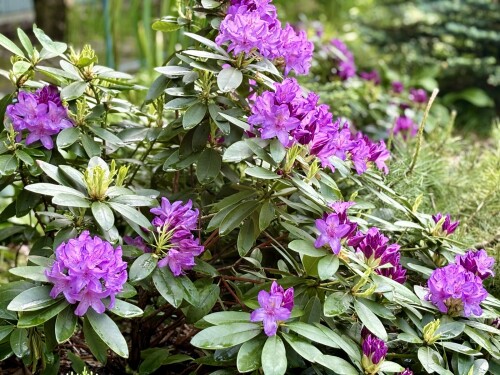 Rhododendron Catawbiense Grandiflorum 2024