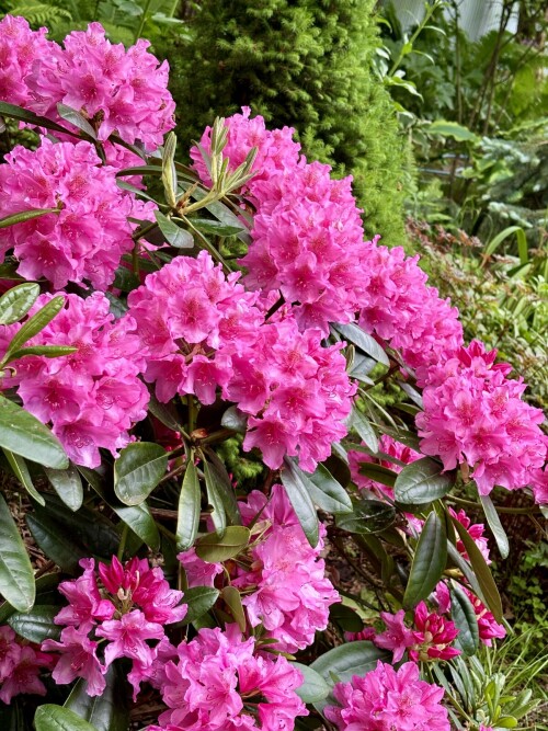 Rhododendron Haaga 2024