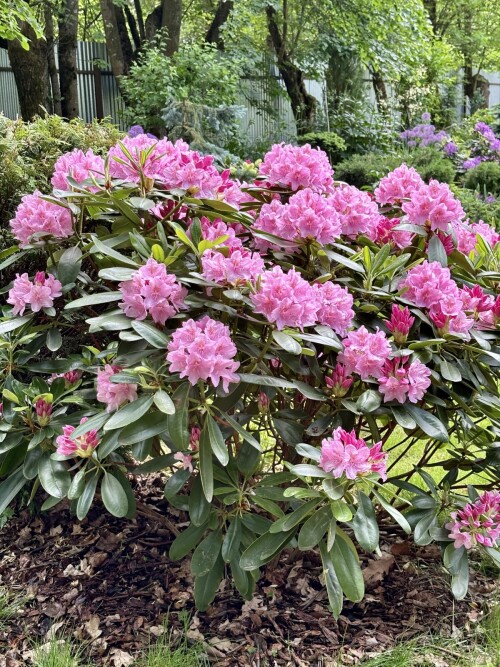 Rhododendron Helsinki University 2024