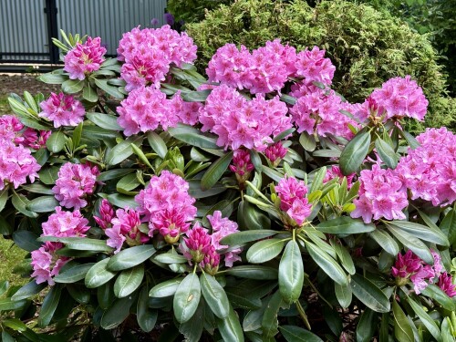 Rhododendron Helsinki University 2024