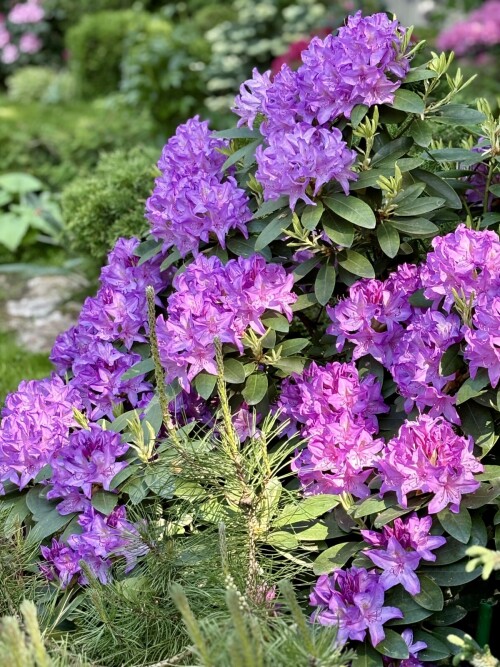 Rhododendron Catawbiense Grandiflorum 2024