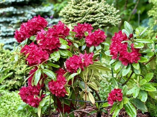 Rhododendron Francesca 2024