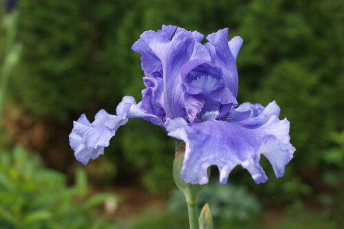 SONY DSC