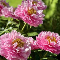 IMG_59446eb47480ae16547a