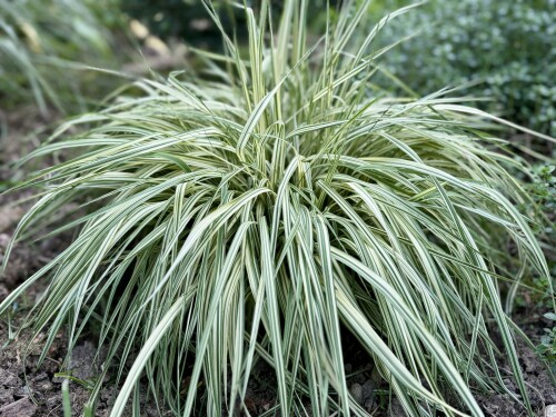 Molinia caerulea Variegata