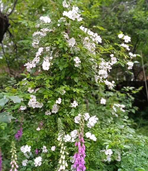 white seedling jun