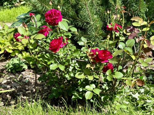 Darcey Bussell