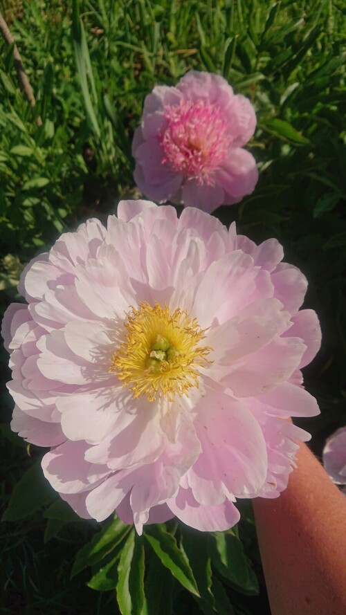 FLAIING-PINK-SOUSERZ8cdbd4412e06975b.jpg