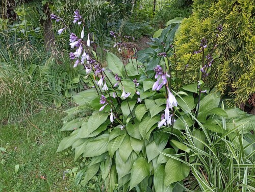 IMG_20240706 Hosta clausa var. normalis