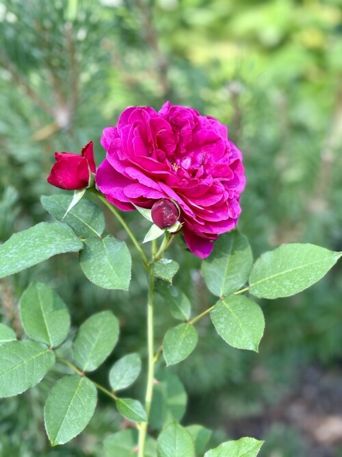 Darcey Bussell