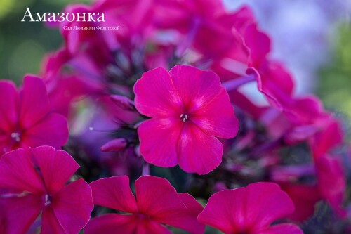 FLOKS-AMAZONKA03de457e88e79de2.jpg