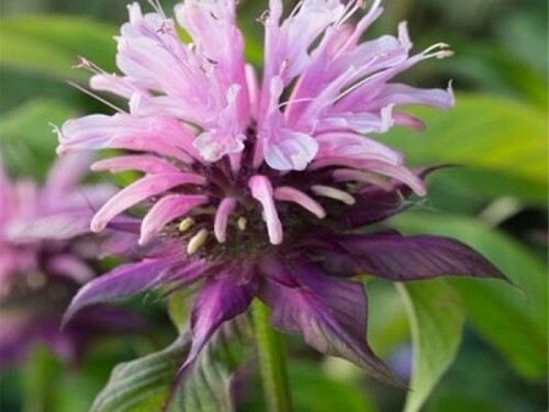 MONARDA-Violet-Queen-1.181aec5fa9a1cd48c.jpg