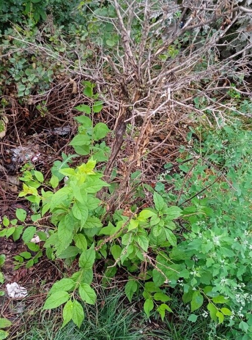 lilac 19 Jul rootstock