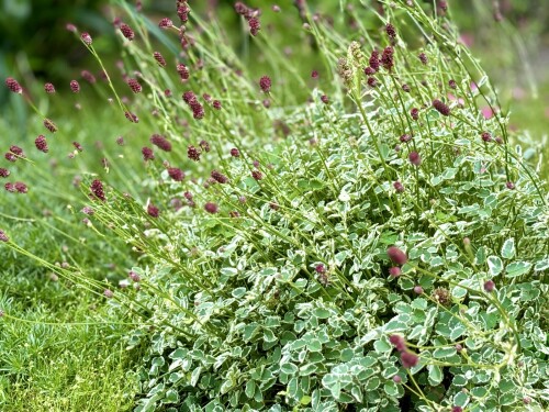 Sanguisorba Little Angel