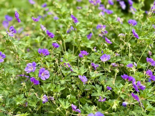 Geranium Rozanne