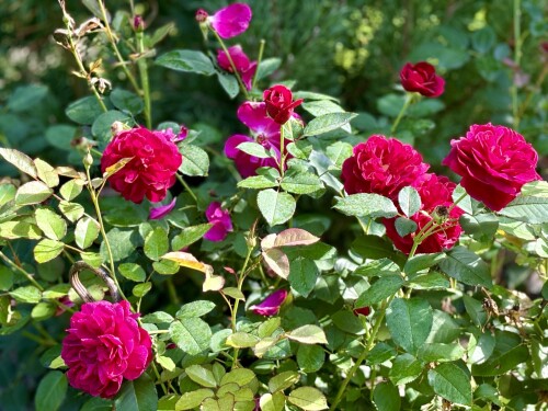 Darcey Bussell