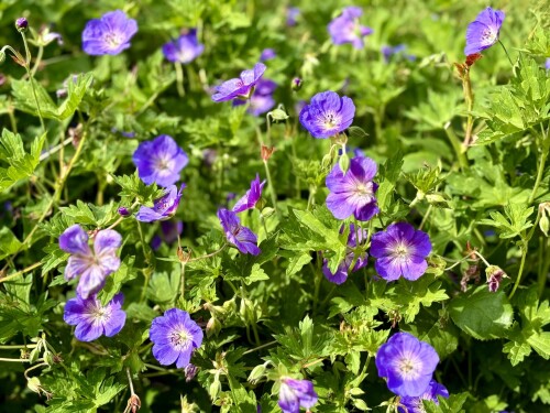 Geranium Rozanne