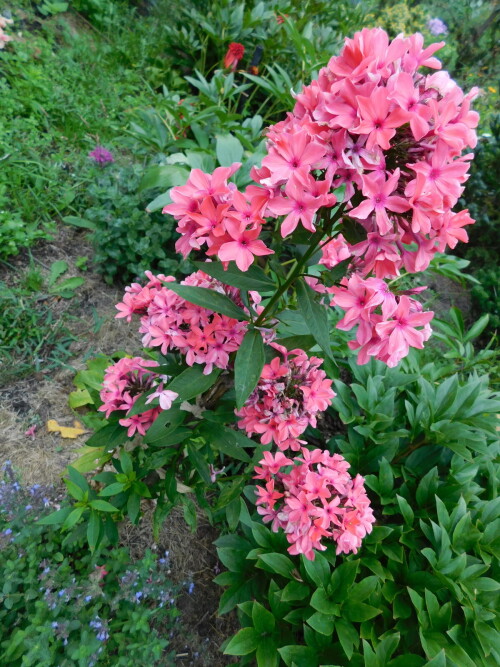 DSCN6504