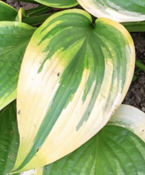 image50ea1d02ab5df238.png