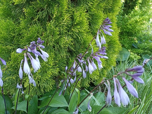 IMG_20240713 Hosta clausa var.normalis