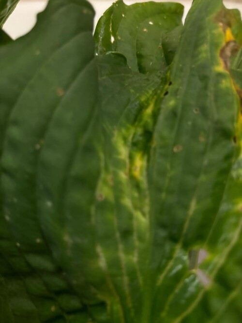 IMG-20240826-WA00031894d0a75e4ca57e.jpg