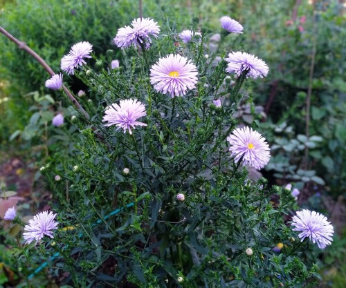 aster-27-aug6864ffc0f99df8b1.jpg