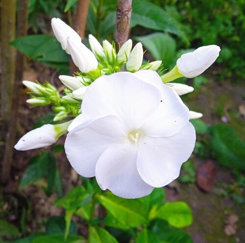 phlox-29-aug5cf203ff87267bea.jpg