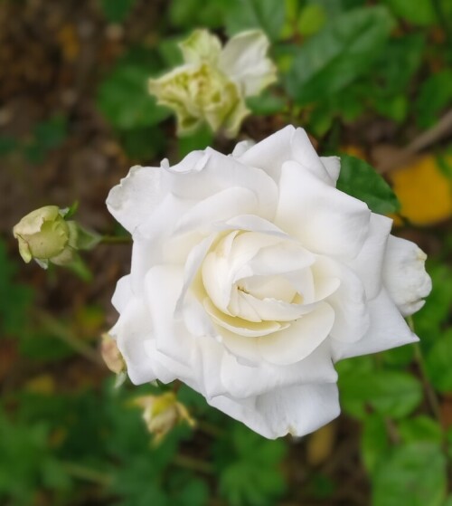 white rose 4 sep