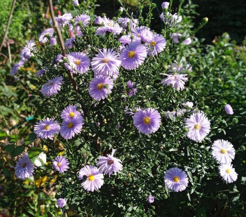 aster 9 Sep