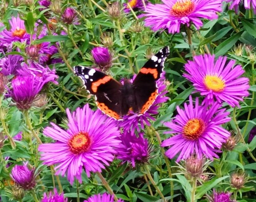 butterfly 29 sep