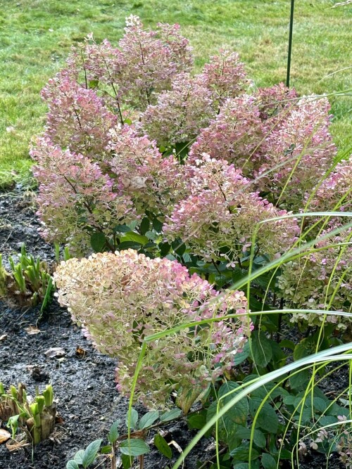 Hydrangea paniculata Bobo