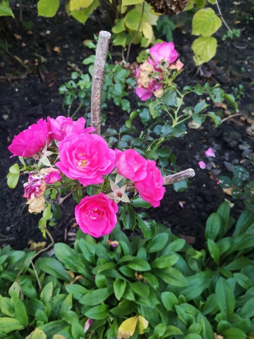 IMG 20241012 183154
