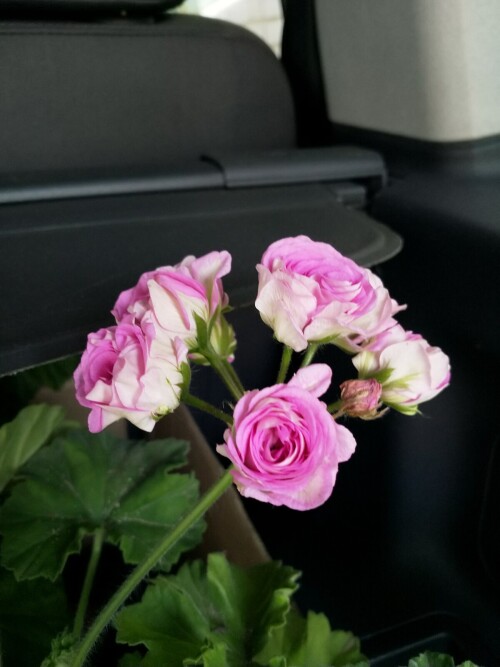 IMG 20241012 153917