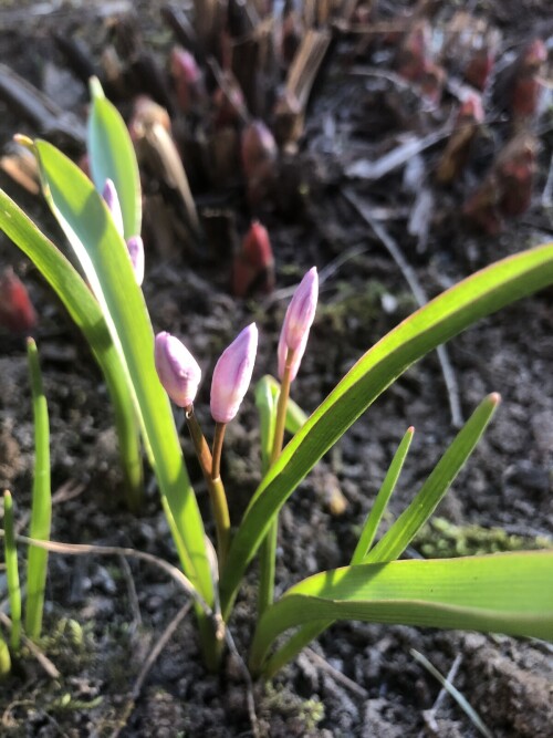  Pink Giant