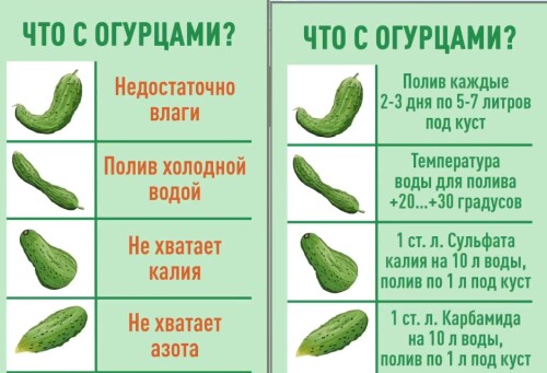 Огурцы