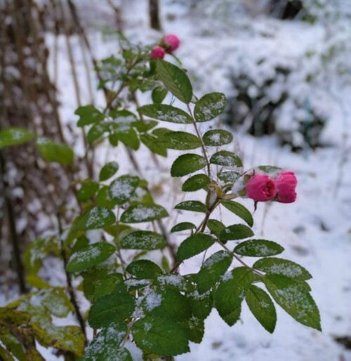 rugosa 4 nov