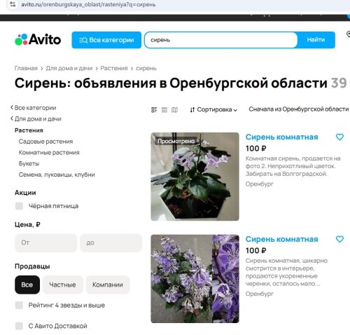 Сирень комнатная