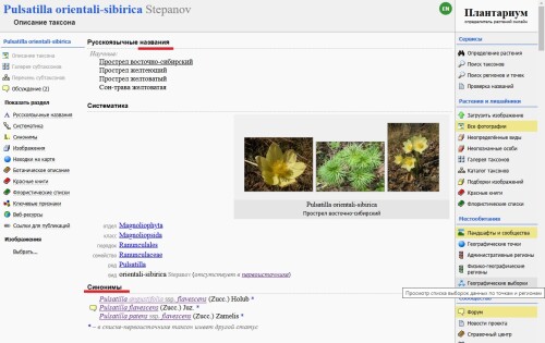orientali sibirica1