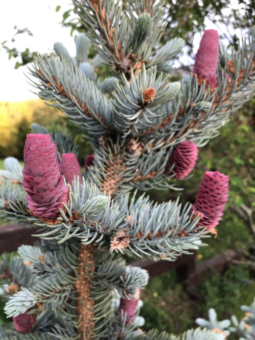  Hoopsii 